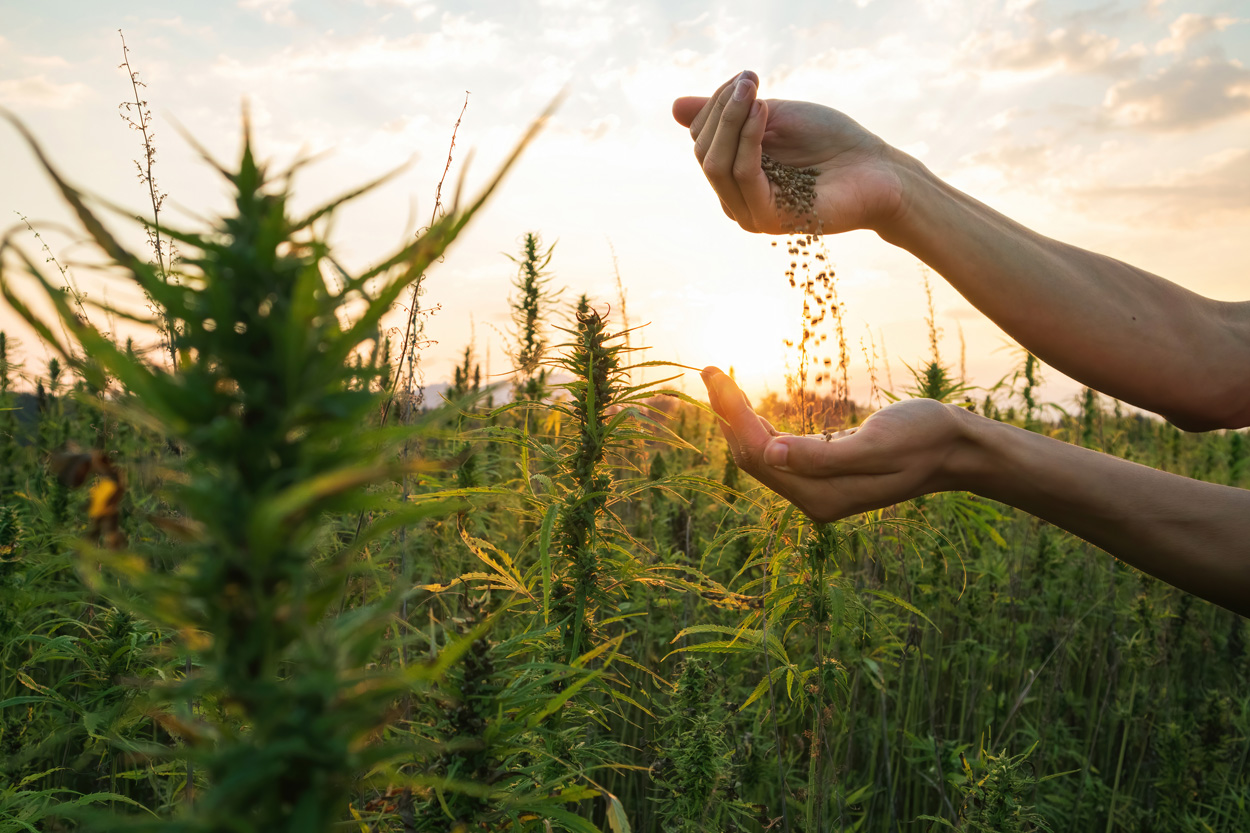 hemp seeds in a hemp farm