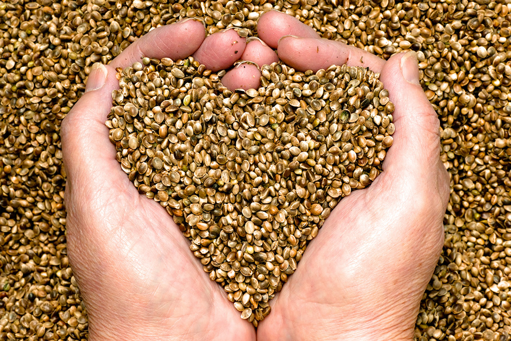 hands in hemp seeds making a heart.